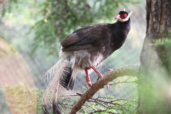 小五臺山國家級自然保護(hù)區(qū)繁育基地中的褐馬雞。姚偉強攝
