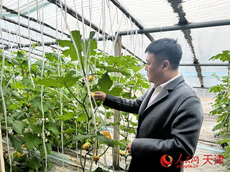 西青區(qū)辛口鎮(zhèn)大杜莊村黨總支書記、村委會主任畢紅鴿介紹當(dāng)下大棚里種植的造型奇特的文玩葫蘆。  人民網(wǎng) 孫翼飛攝