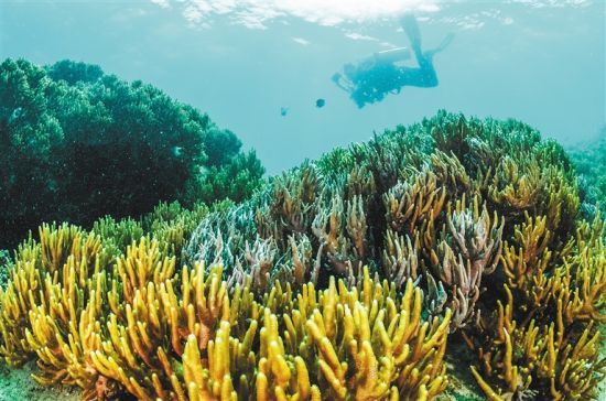 在三亞蜈支洲島附近海域，游客在體驗(yàn)海底美景。 本報(bào)記者 武威 通訊員 韋尚婷 攝