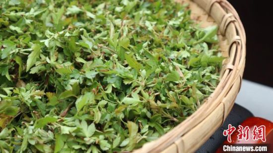 圖為班瑪藏雪茶。　孫睿 攝