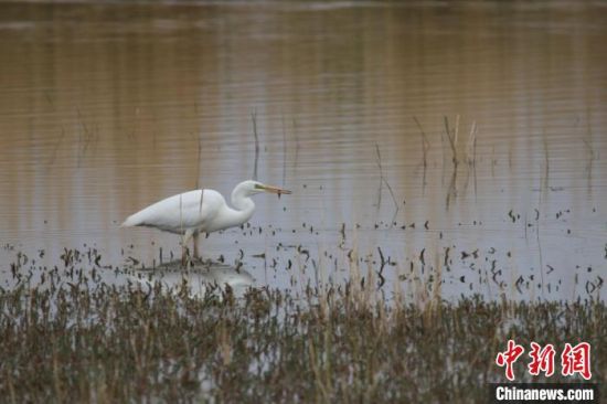 圖為大白鷺?？婶斂撕?托素湖自然保護(hù)區(qū)服務(wù)中心供圖 　　