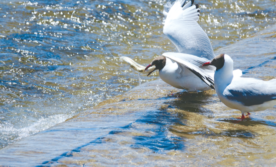 湟魚盛宴。