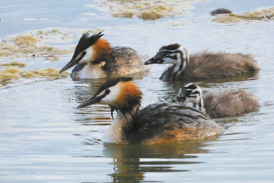 鳳頭鸊鷉。楊濤 攝
