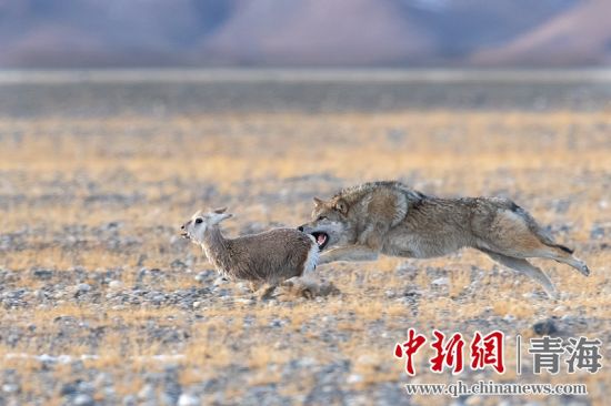 圖為獲獎作品。同海元供圖