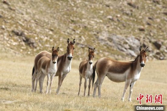 圖為三江源國(guó)家公園資料圖。三江源國(guó)家公園管理局供圖 　　