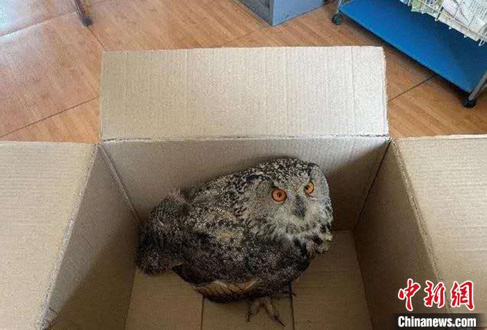 圖為青海省西寧市大通縣公安局森林警察大隊民警救助的國家二級保護野生動物——雕鸮?！∏嗪Ｊ」矎d森林警察總隊供圖 攝