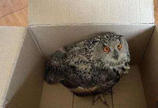 圖為青海省西寧市大通縣公安局森林警察大隊民警救助的國家二級保護野生動物——雕鸮?！∏嗪Ｊ」矎d森林警察總隊供圖 攝