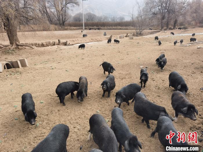 圖為藏香豬?！∑钤鲚?攝