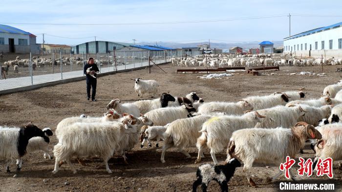 圖為馬金山查看羊羔長(zhǎng)勢(shì)?！±铍h 攝