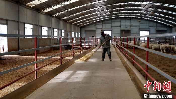 圖為放牧員扎布拉正在打掃羊棚衛(wèi)生。　李雋 攝