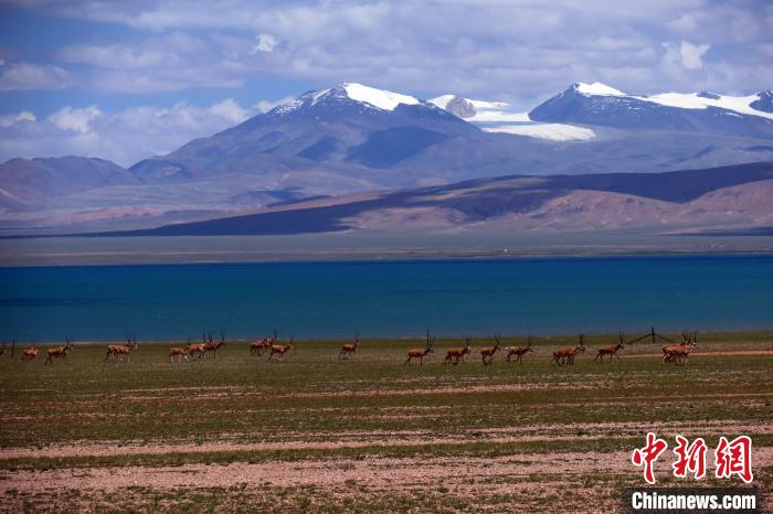 從317國道遠眺達則錯，湖岸藏羚羊與雪山美景令人矚目?！?lt;a target='_blank' ><p  align=