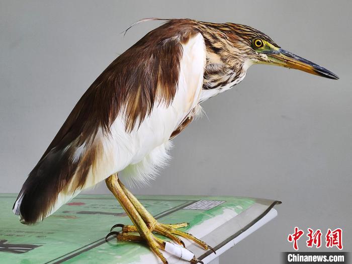 圖為被救助的國(guó)家一級(jí)重點(diǎn)保護(hù)動(dòng)物池鷺。　柳澤田 攝