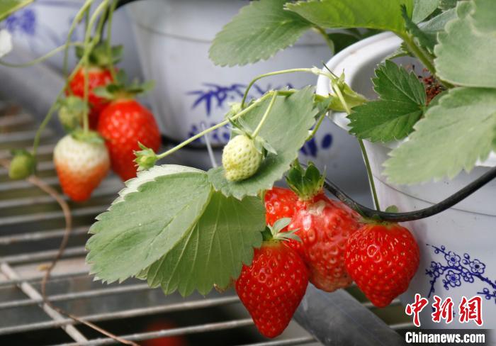 青?；ブ捍蛟烊珖畲蟾咴葺N苗繁育中心