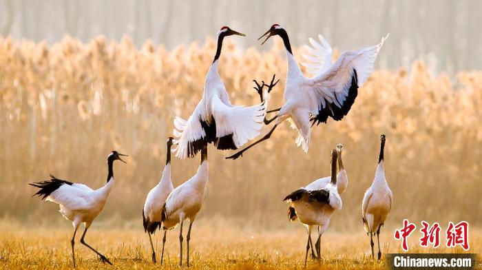 江蘇鹽城黃海濕地上的丹頂鶴?！←}城市委宣傳部供圖