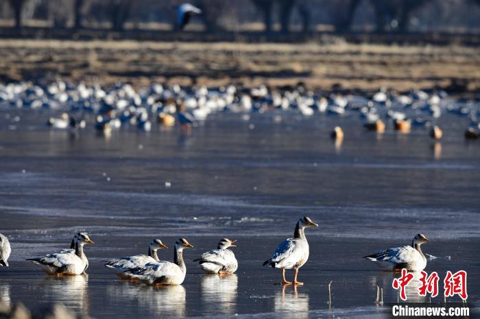 圖為拉薩市林周縣境內(nèi)越冬的候鳥。　貢嘎來松 攝