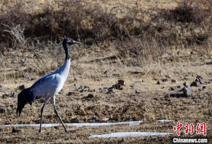 圖為一只黑頸鶴在拉薩市林周縣境內(nèi)田間覓食?！∝暩聛硭?攝