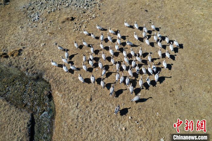 圖為拉薩市林周縣境內(nèi)越冬的候鳥?！∝暩聛硭?攝