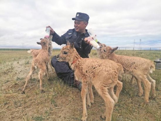 生命禁區(qū)的超級“奶爸”。