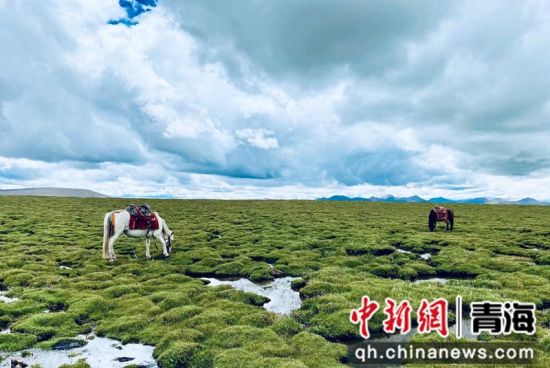 圖為長江南源沼澤濕地。李江寧攝