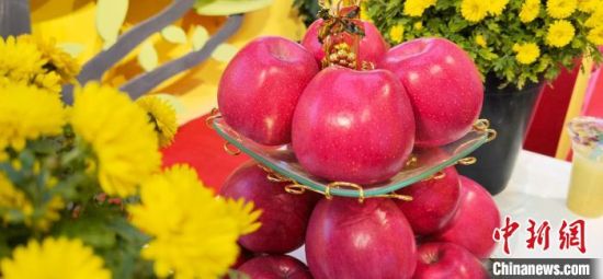 2021年10月15日，中國蘋果首屆產(chǎn)銷峰會暨甘肅平?jīng)龉焚Q(mào)易大會在平?jīng)鍪徐o寧縣開幕。(資料圖) 魏建軍 攝