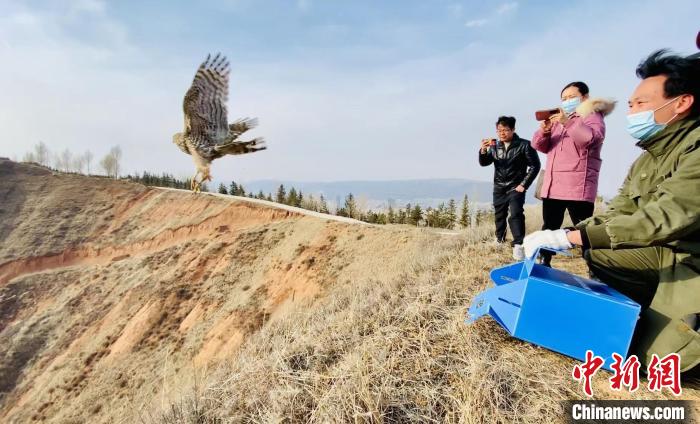青海：救助、放歸四只國(guó)家二級(jí)保護(hù)野生動(dòng)物