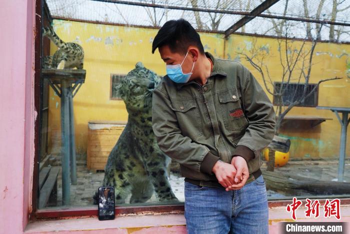 圖為雪豹“奶爸”史壽軍直播休息時(shí)與雪豹互動(dòng)?！●R銘言 攝