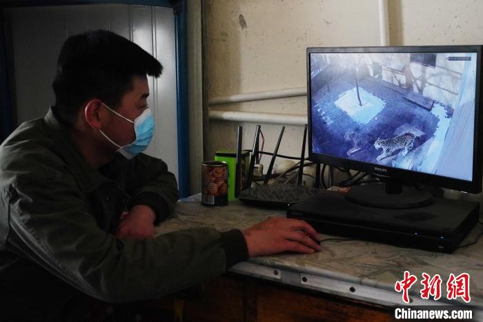 圖為雪豹“奶爸”史壽軍通過監(jiān)控察看雪豹情況?！●R銘言 攝