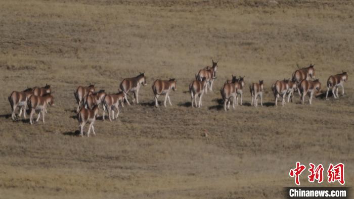 圖為草地上的西藏野驢?！“簿S斌 攝