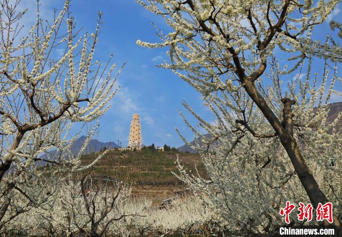 潔白的李花與碉樓交相輝映，勾勒出一幅美麗的和諧生態(tài)畫卷。　何清海 攝