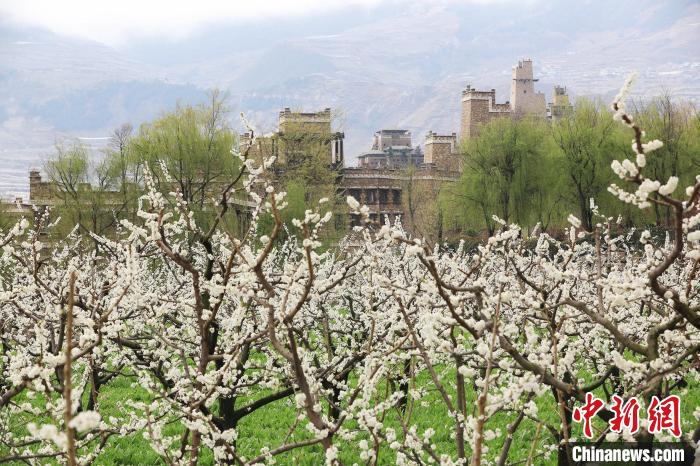 潔白的李花與村寨交相輝映，勾勒出一幅美麗的和諧生態(tài)畫卷。　何清海 攝
