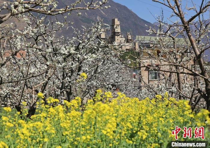 潔白的李花與村寨交相輝映，勾勒出一幅美麗的和諧生態(tài)畫卷?！『吻搴?攝