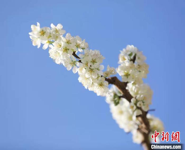 李花盛開?！『吻搴?攝