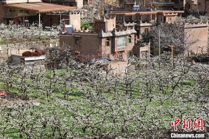 潔白的李花與村寨交相輝映，勾勒出一幅美麗的和諧生態(tài)畫卷?！『吻搴?攝
