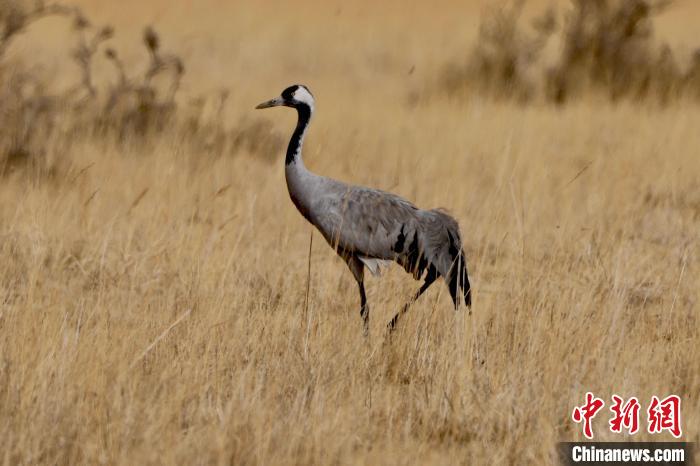 圖為灰鶴在青海海西蒙古族藏族自治州都蘭縣巴隆地區(qū)“閑庭漫步”?！?松太加 攝