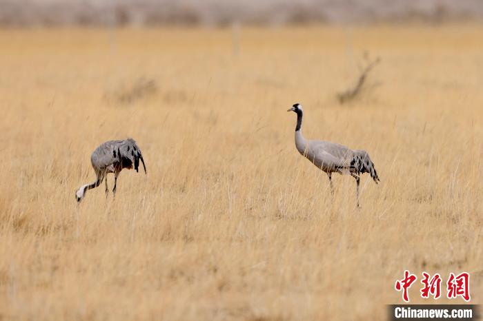 圖為灰鶴在青海海西蒙古族藏族自治州都蘭縣巴隆地區(qū)“閑庭漫步”?！?松太加 攝