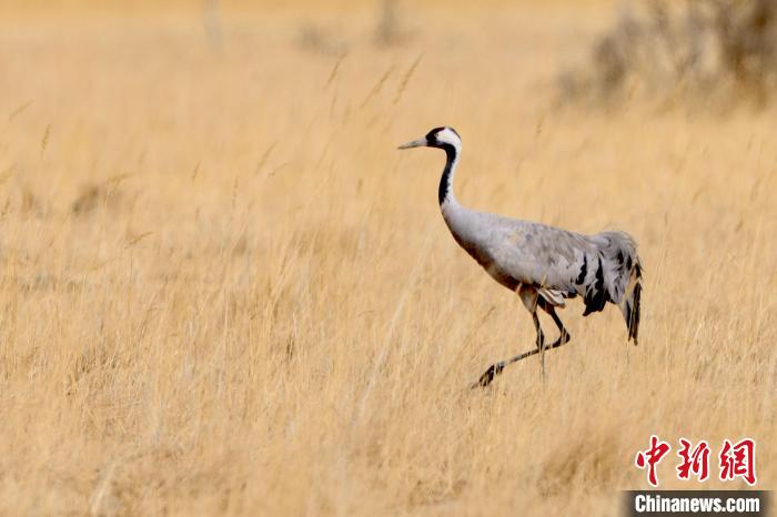 圖為灰鶴在青海海西蒙古族藏族自治州都蘭縣巴隆地區(qū)“閑庭漫步”?！?松太加 攝