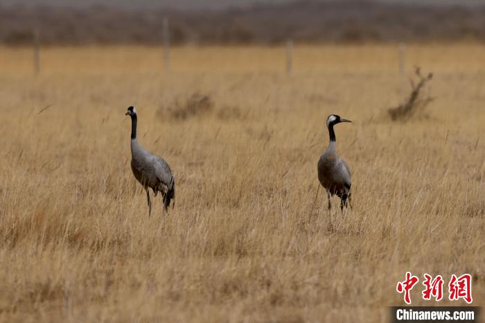 圖為灰鶴在青海海西蒙古族藏族自治州都蘭縣巴隆地區(qū)“閑庭漫步”?！?松太加 攝