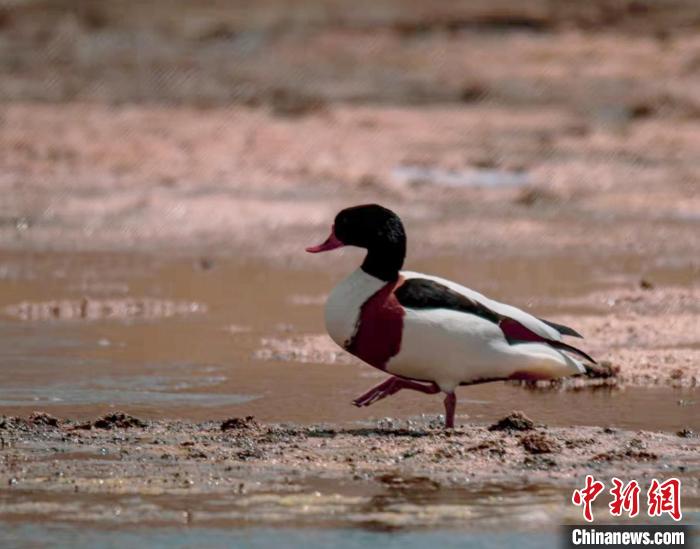 圖為翹鼻麻鴨?！」Π栽?攝