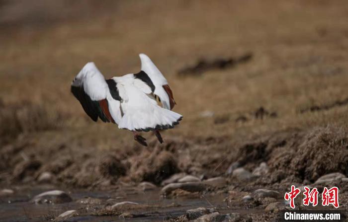 圖為翹鼻麻鴨?！」Π栽?攝