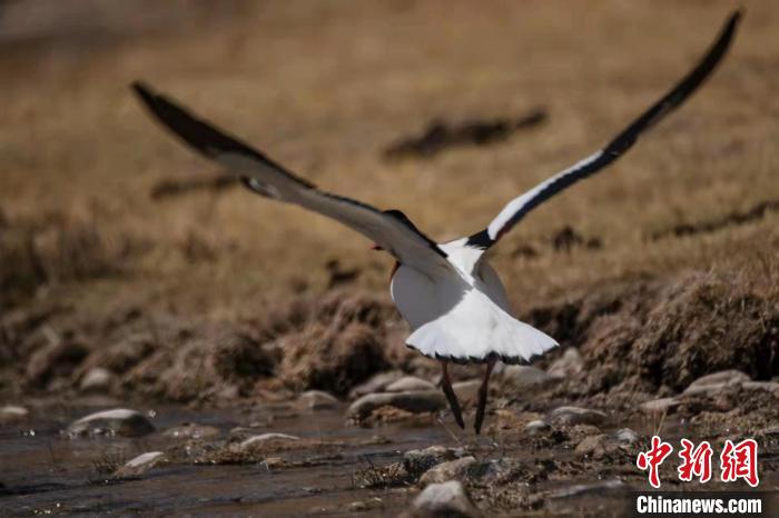 圖為騰飛的翹鼻麻鴨?！」Π栽?攝