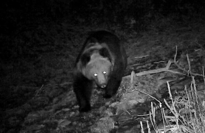 青?；ブ鄙?0年來首次發(fā)現(xiàn)棕熊活動軌跡