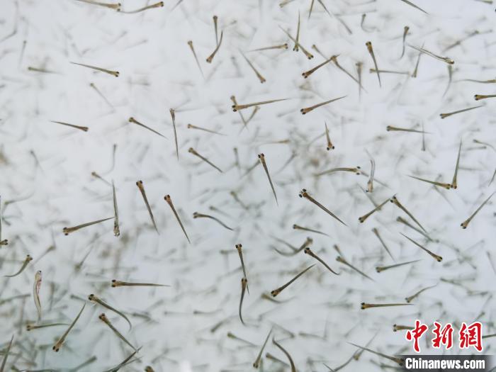 探訪青海湖湟魚“育嬰室”：“密集”育苗，體重10克放流