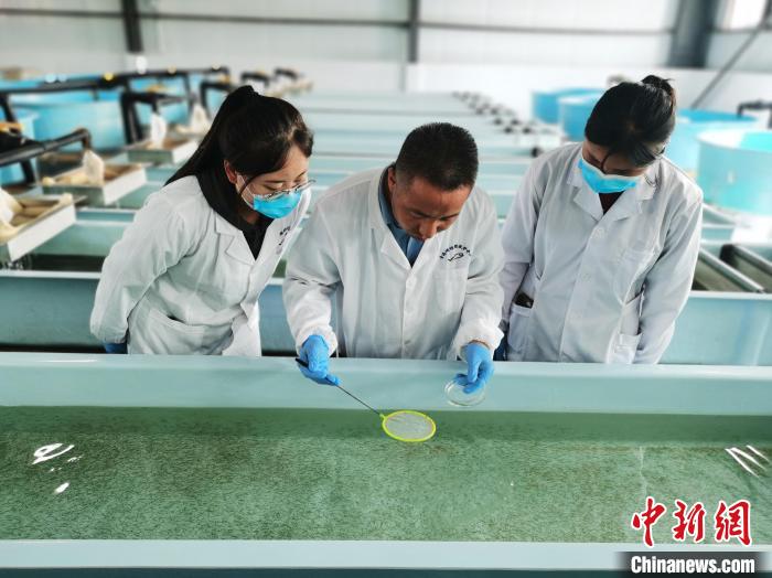 圖為工作人員檢查魚苗?！?zhí)砀?攝