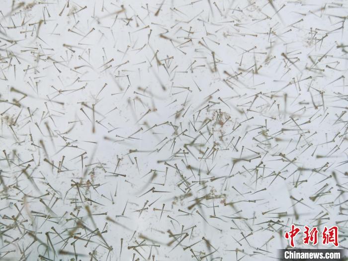 圖為魚苗?！?zhí)砀?攝
