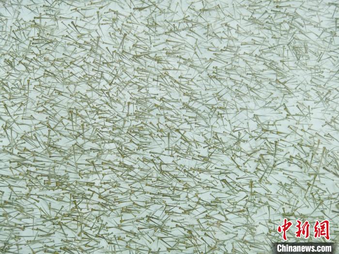 圖為密集培育的魚苗?！?zhí)砀?攝