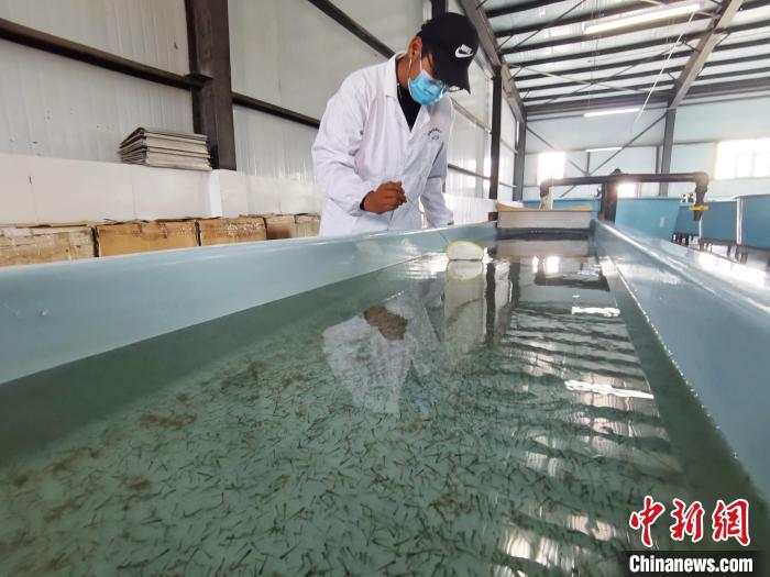 圖為工作人員檢查魚苗?！?zhí)砀?攝