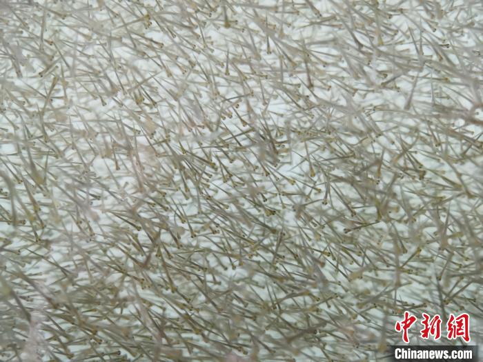 圖為密集分布的魚苗?！?zhí)砀?攝