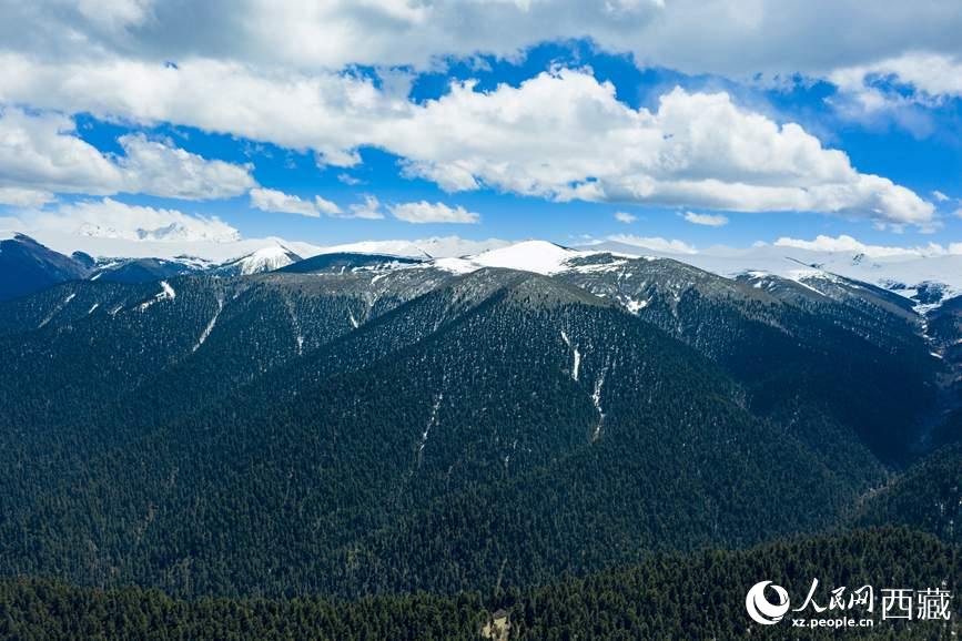 圖為在海拔4700多米的色季拉山，觀測(cè)從森林到草甸的多種植被類(lèi)型。