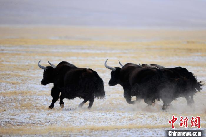 牦牛如何適應(yīng)低氧環(huán)境？中科院團(tuán)隊發(fā)現(xiàn)牦牛特有肺內(nèi)皮細(xì)胞起作用