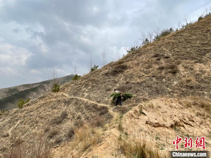 資料圖為建行青海省分行綠化區(qū)施工隊隊員人工運樹苗。　建行青海省分行供圖